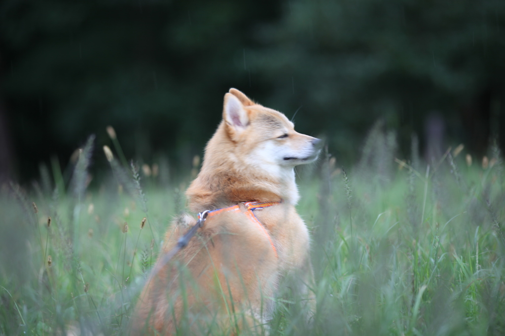 コロン君瞑想中みたい