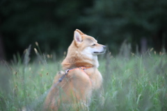 コロン君瞑想中みたい