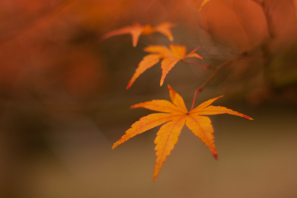 紅葉　オールドレンズ①