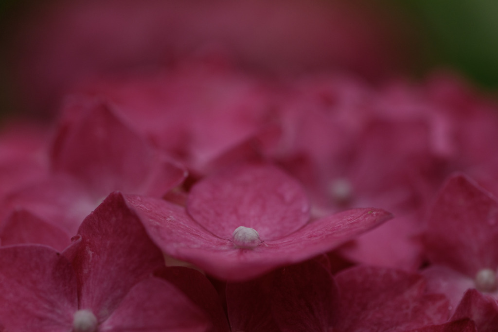 紫陽花　㊾