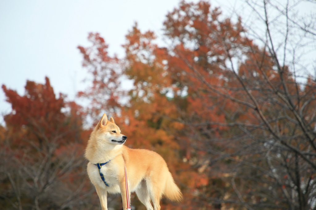 紅葉とコロン君