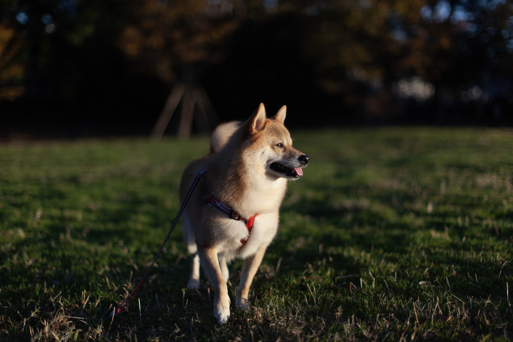 朝日を浴びて②　コロン君