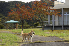 紅葉シーズン開幕か？