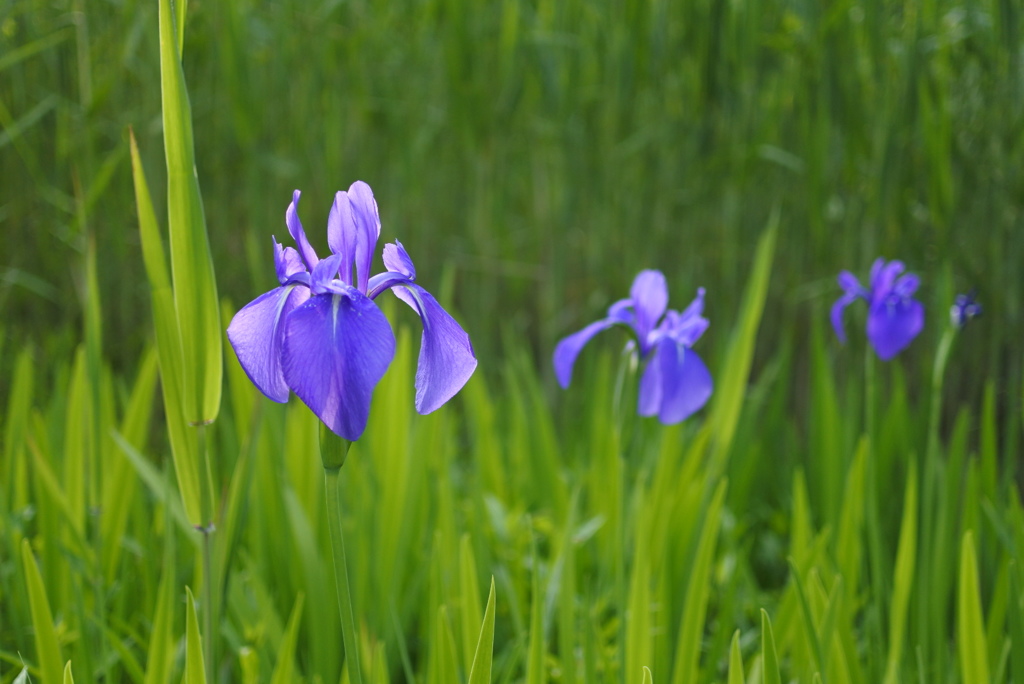 菖蒲　いつもの公園