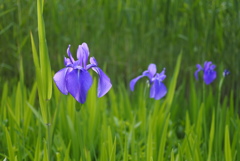 菖蒲　いつもの公園
