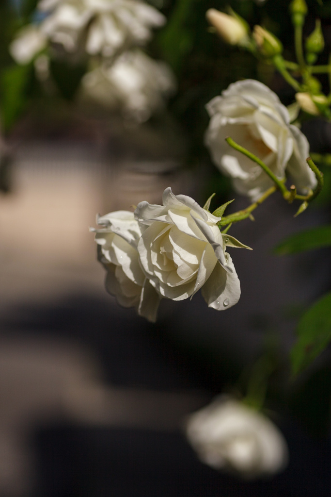 道端のお花　白いバラ