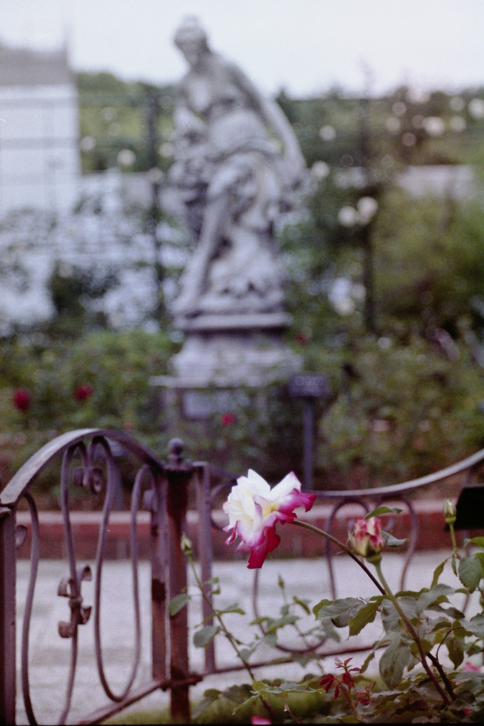 東山動植物園　ローズガーデン　薔薇と石像と鉄柵