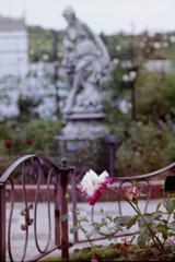 東山動植物園　ローズガーデン　薔薇と石像と鉄柵