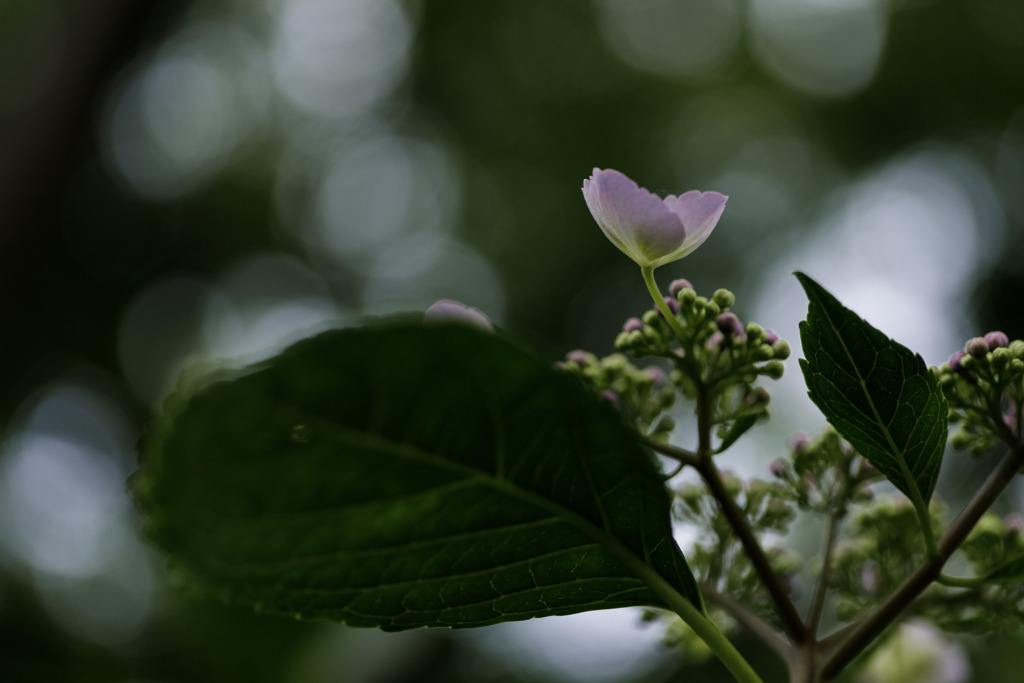 紫陽花　⑭