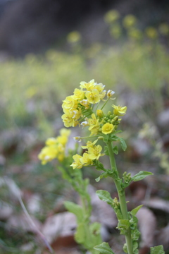 菜の花　いつものお散歩コース