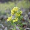 菜の花　いつものお散歩コース