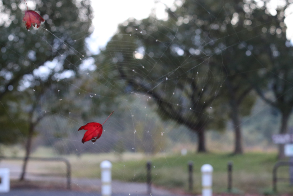 今朝の紅葉葉っぱ浮遊　蜘蛛の巣