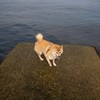コロン君　一番先まで来たよ