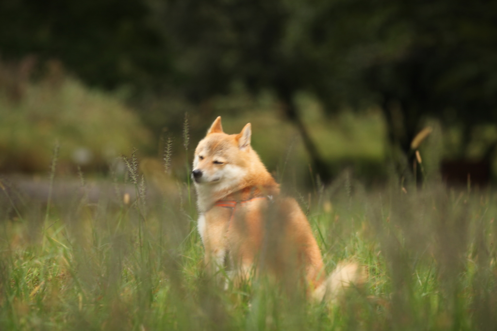 猫じゃらしの中のコロン君♪