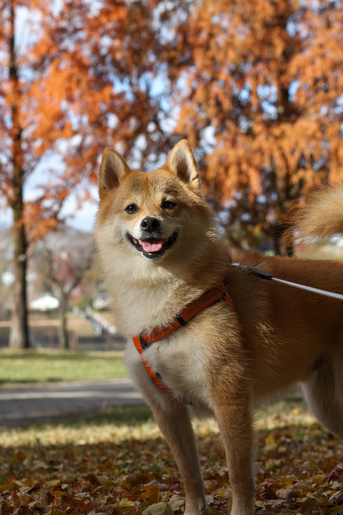 平和公園の紅葉　さよならCanon 40D　 (T_T)/~~~