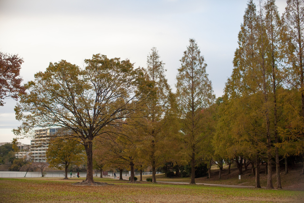 メタセコイア広場　平和公園