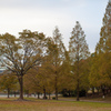 メタセコイア広場　平和公園