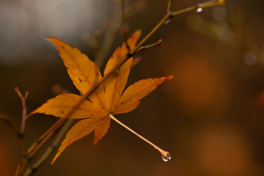 紅葉　最終章②