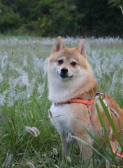 雨後の猫じゃらしとコロン君