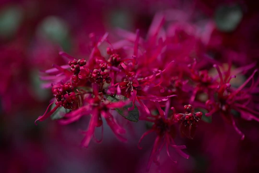 近所のお花