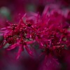 近所のお花