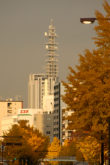 桜通りの紅葉　勤務先ビルを望む
