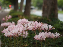 道端のお花　EOS M