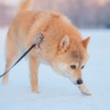 朝日がのぼる