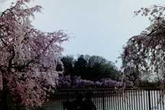 二人　平和公園の桜