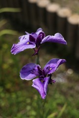 紫の花　共演