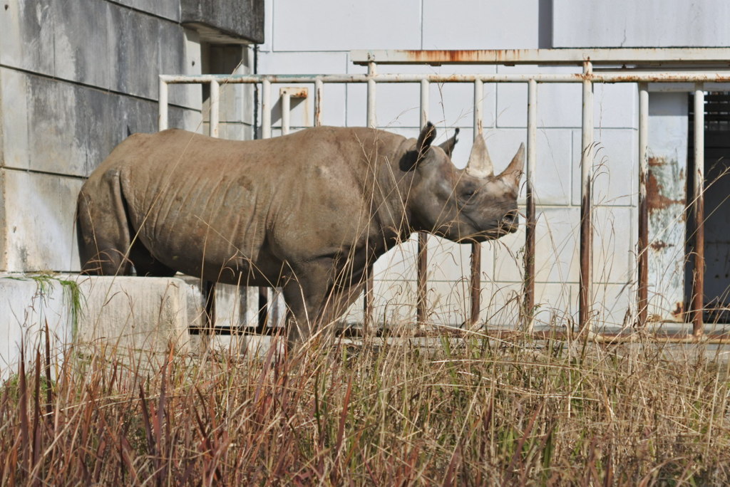 サイさん　東山動植物園　北園