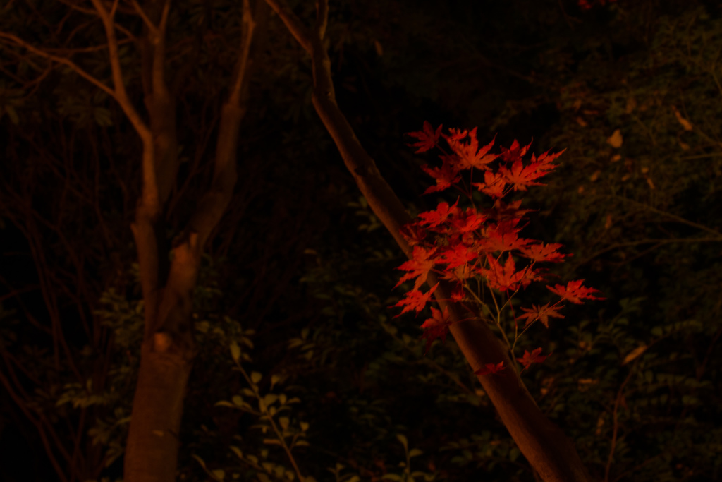 紅葉ライトアップ　