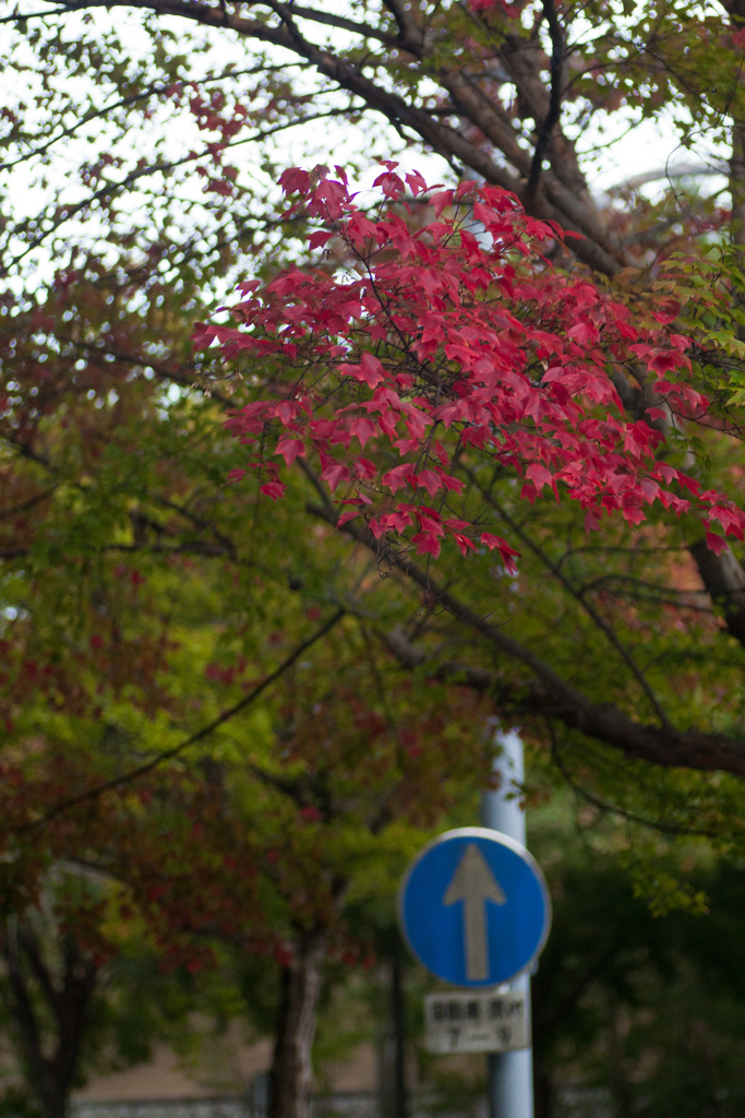 紅葉　待ちきれず