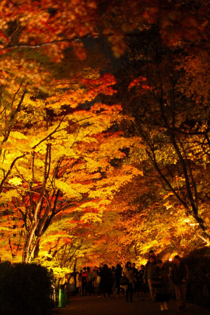 東山植物園　紅葉ライトアップ