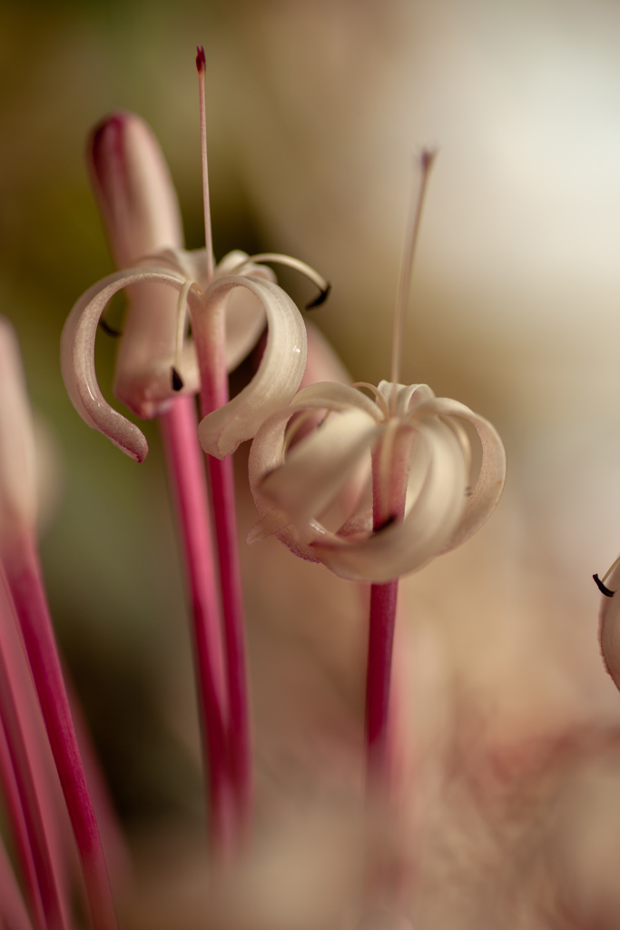 クレロデンドルム・クアドリロクラレ　冬の花火⑧