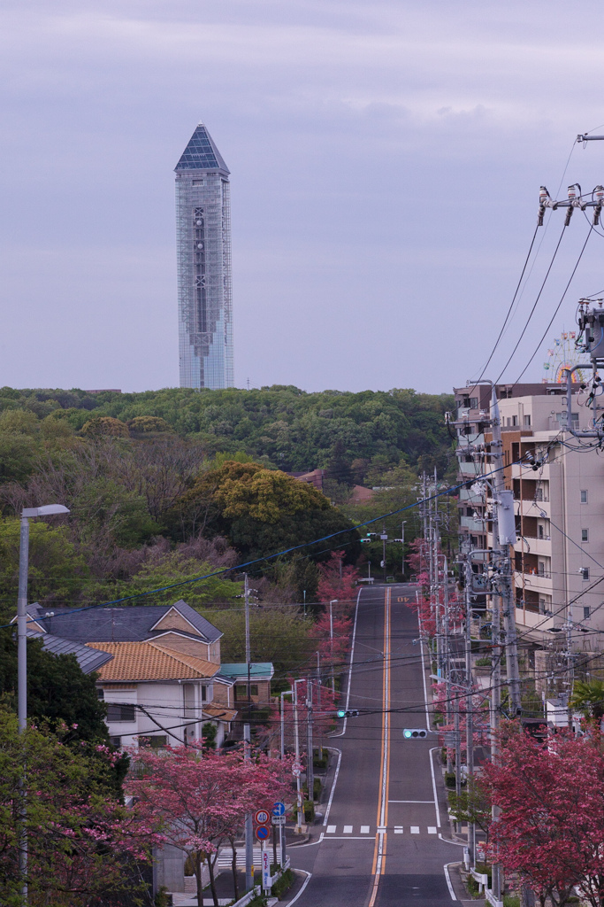ハナミズキ並木と東山スカイタワー