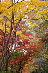 東山植物園　紅葉④