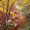 東山植物園　紅葉④