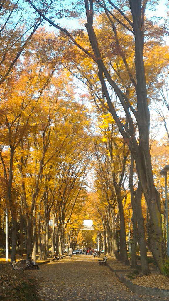 お昼のリバーパークの紅葉　スマホ撮影