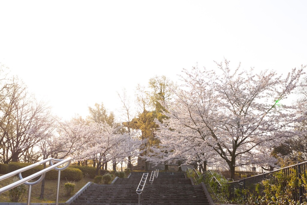 桜と平和堂