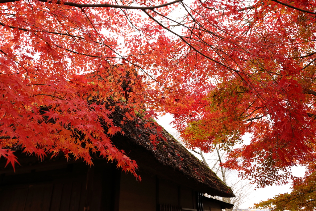 瀬戸の紅葉