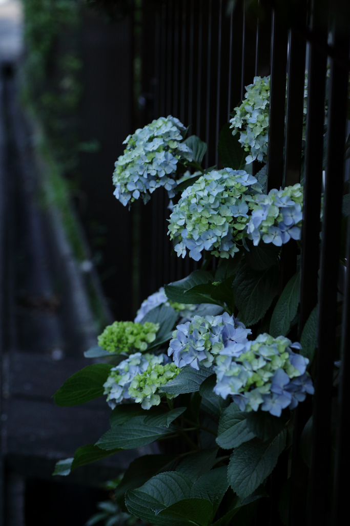 紫陽花　㉝　道端の紫陽花　