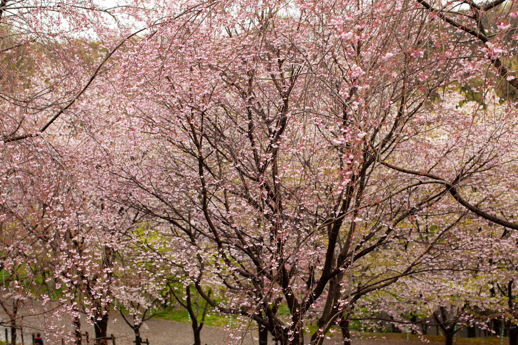 桜