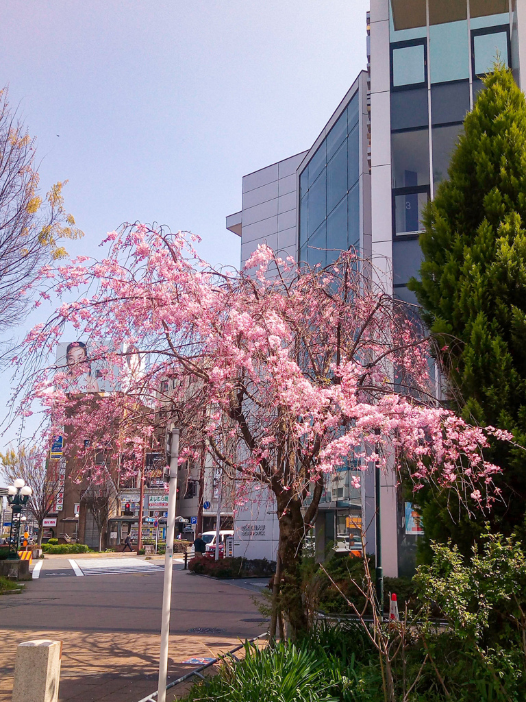 駅前の枝垂桜　スマホ撮影