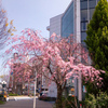 駅前の枝垂桜　スマホ撮影