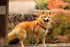 コロン君　紅葉の境内