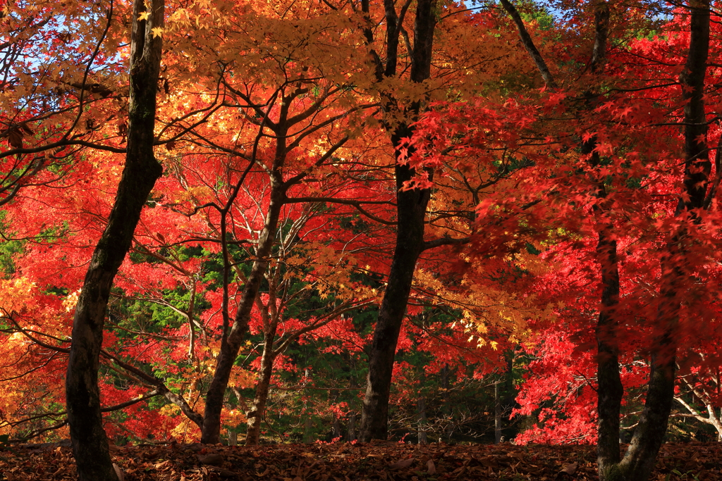 紅葉