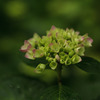 紫陽花　②