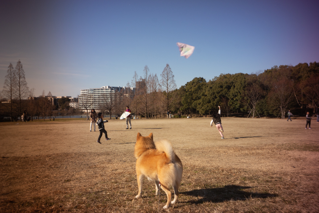 凧揚げ　