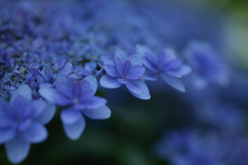 紫陽花　㉜